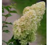 Гортензия Мэджикал Свит Саммер (Sweet Summer) С 2,5;  3 года